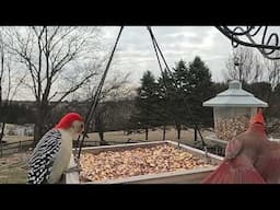 Bird Watching In Maryland | CAT TV - Birds For Cats To Watch | Relaxing Bird Sounds For Anxiety