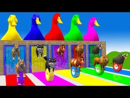 Long Slide Game With Elephant Gorilla Buffalo Hippopotamus Tiger - 3d Animal Game - Funny 3d Animals