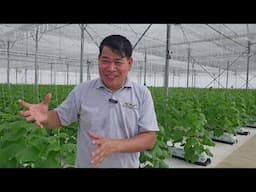 JAPANESE at LEBANESE CUCUMBER #gardening #farmer #farming #farm #farmlife