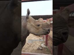 Feeding a rhino is weird