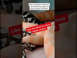 How carpet pythons mate.