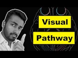 Visual Pathway - Explained