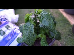 2025 Super Hot Grow Series Ep04 - April Update