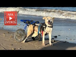 They said these disabled dogs should be put down. We said: Not a chance.