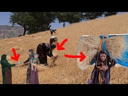 A beautiful trip to pick wheat for a worker to support her children