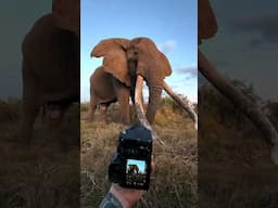BIG tusker up close!!! #elephant #bigtusker #wildlife #safari