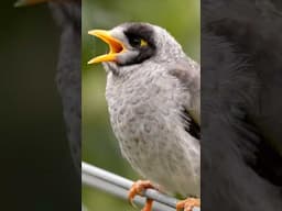 Chirpy Noisy Miner Chicks