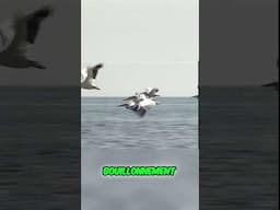 😇🐦 La Paradis des Piafs #oiseaux #short #animaux