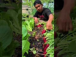 Love the sound veggies make when you pull them off the ground #asmr