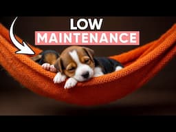 7 Low Maintenance Dog Breeds for Busy Pet Owners