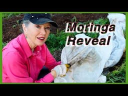 Did my MORINGA survive winter in Zone 7?