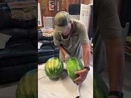 How to Know Your Watermelon is Ripe #gardening #growhoss #growyourownfood #shorts #watermelon