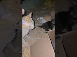 Az spends time with the kittens #narrowayhomestead #offgridlife #aslandog #kittens