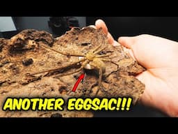 Lets AVOID CATASTROPHY This Time! - New Huntsman Spider EGGSAC