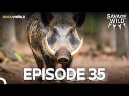 Savage Wild 35 | The Hunter and the Wild I Docuworld