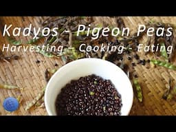 Harvest, cook, eat - Kadyos (Pigeon Pea) - Mindanao, Philippines