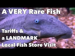 Let's Visit a *LANDMARK* Local Fish Store!