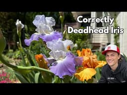 Deadheading IRIS Flowers - the Correct Way