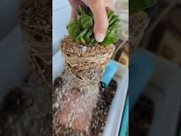 Weekend things: Repotting a Haworthia truncata #succulents #gardenasmr #asmr