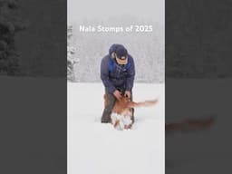 The first Nala Stompilation of the year