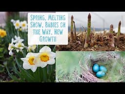 Spring's Arrival - Melting Snow, Babies on the Way, New Growth, First Flowers, & Lots of Chores
