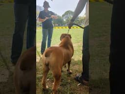 Sweet female Boerboel getting appraised #shorts #boerboel #dog
