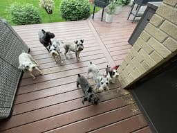 Rocky's Good News | Life With Schnauzers
