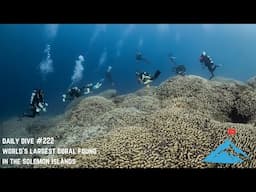 Daily Dive # 222 | World's Largest Coral Found in the Solomon Islands