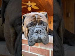 Bullmastiff Tonka Is My Sunshine! #campdog #bullmastiffs #puppy #dogbreeds #canecorso