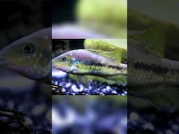 5 Failed Fish Combinations: What NOT To Do!