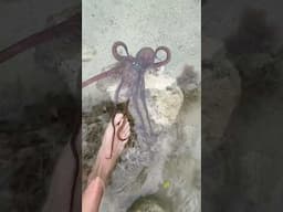 Look what we found in the FLORIDA KEYS!😲 #shorts