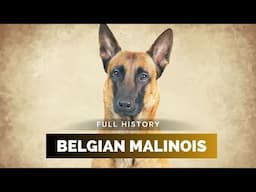 Belgian Malinois - Full History