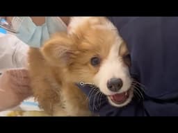 Abandoned at construction site due to hemorrhoids, the poor puppy cried loudly for help