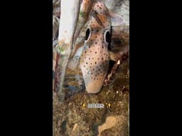 Epaulette Shark Sweet 16!