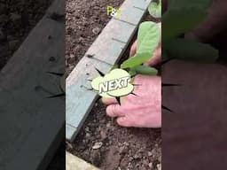 How to Plant Cabbages - Pots & Trowels