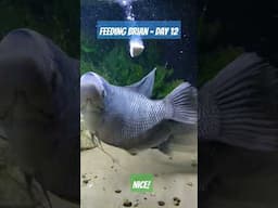 What Happens When a Fish Eats a Boiled Egg?