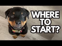What's the BEST Order to Train Dog Obedience Skills?