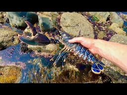Big Lobster on Extreme Low Tide - Catch &  Cook