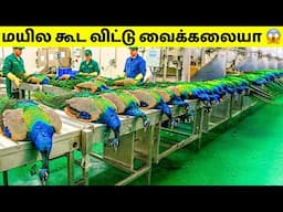 மனிதனுக்காக அழிக்கப்படும் விலங்குகள் #2 | Peacock Farming | Tamil Amazing Facts | Peacocks