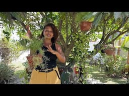 Organização das Minhas Plantas Pendentes 🪴