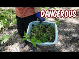 Homesteaders Skip This Job - Pulling Poison Ivy By Hand