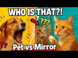Pets vs Mirror | The Ultimate Confusion Showdown 😂🐶🐱
