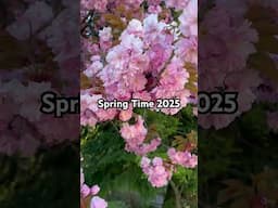 Spring Time 2025