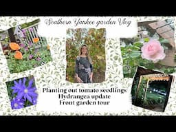 Transplanting tomatoes, hydrangeas are they dead, front yard tour. #southernyankee  #gardening