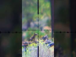 Hunting in silence #hunting #scopecam