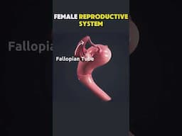Female Reproductive System anatomy: 3d model of female Reproductive System #medicalanimation