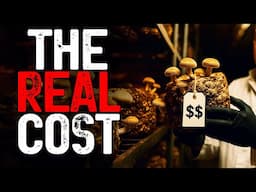 Mushroom Farming Startup Guide: Budget, Expenses, Equipment, and Overhead Breakdown