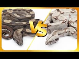 BCC vs. BCI Boas – Best Pet Snake! 🐍 The Ultimate Boa Showdown!