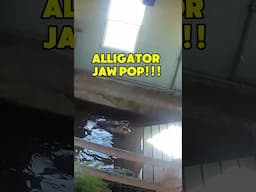 Alligator Jaw Pop!!! 😱🐊#shorts #alligator
