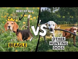 Beagle vs. Other Hunting Dogs: Why They’re the Best?